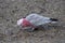 Australian Galah foraging for food