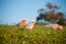 Australian galah parrot