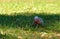 Australian Galah parrot cockatoo bird standing on green grass