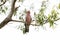 An Australian galah parrot in a gum tree