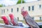 Australian galah parrots Eolophus roseicapilla