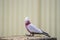 Australian Galah rose breasted parrot posing for camera