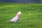 Australian Galah rose breasted parrot staying on a green grass lawn