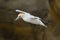 Australian gannet in flight