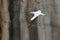 Australian gannet flying