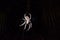 Australian Garden Orb Weaver spider in web