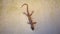 Australian gecko on white rendered wall