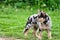 australian german shepard sheperd dog