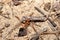 Australian Giant Bull Ant, myrmecia gratiosa walking on the bottom of sand with twigs