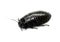 Australian giant burrowing cockroach
