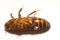 Australian giant burrowing cockroach on white background