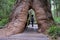 Australian girl walking through a large tall tree