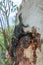 Australian goanna lace monitor climbing a tree
