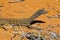 Australian Goanna/Lace Monitor (Varanus varius)