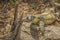 Australian Goanna Lizard, head turned to face camera