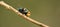 Australian Golden Bluebottle Blowfly