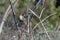 An Australian Golden Headed Cisticola Bird