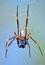 Australian Golden orb weaver spider