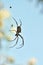 Australian Golden Orb Weaver Spider Female and smaller Male