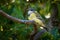 Australian golden whistler - Pachycephala pectoralis is a species of bird found in forest, woodland, mallee, mangrove and scrub in