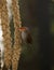 Australian Gouldian finch