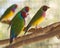 Australian gouldian finch native birds