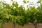 Australian grape bushes