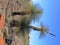 Australian grass tree