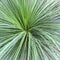 Australian grass tree green