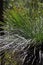 An Australian Grass Tree with a green background