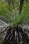 An Australian Grass Tree with a green background