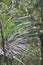 An Australian Grass Tree with a green background