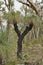 Australian Grass Tree in outback Australia