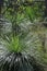 Australian Grass Trees with a green background