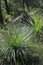 Australian Grass Trees with a green background