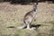 Australian gray kangaroo