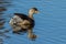 Australian Grebe in Victoria Australia