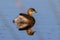 Australian Grebe in Victoria Australia