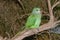 Australian Green Parrot