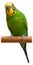 Australian Green Parrot isolated