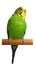 Australian Green Parrot isolated