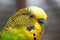 Australian Green Parrot macro 1