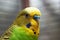 Australian Green Parrot macro 2