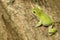 Australian Green Tree Frog