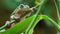 Australian Green Tree Frog