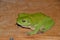 Australian green tree frog, Litoria caerulea