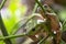 Australian Green Tree Frogs