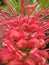 Australian Grevillea