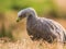 The australian, grey Cape Barren goose snoting water