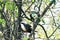 Australian Grey Crowned Babbler Bird Perched in a Tree